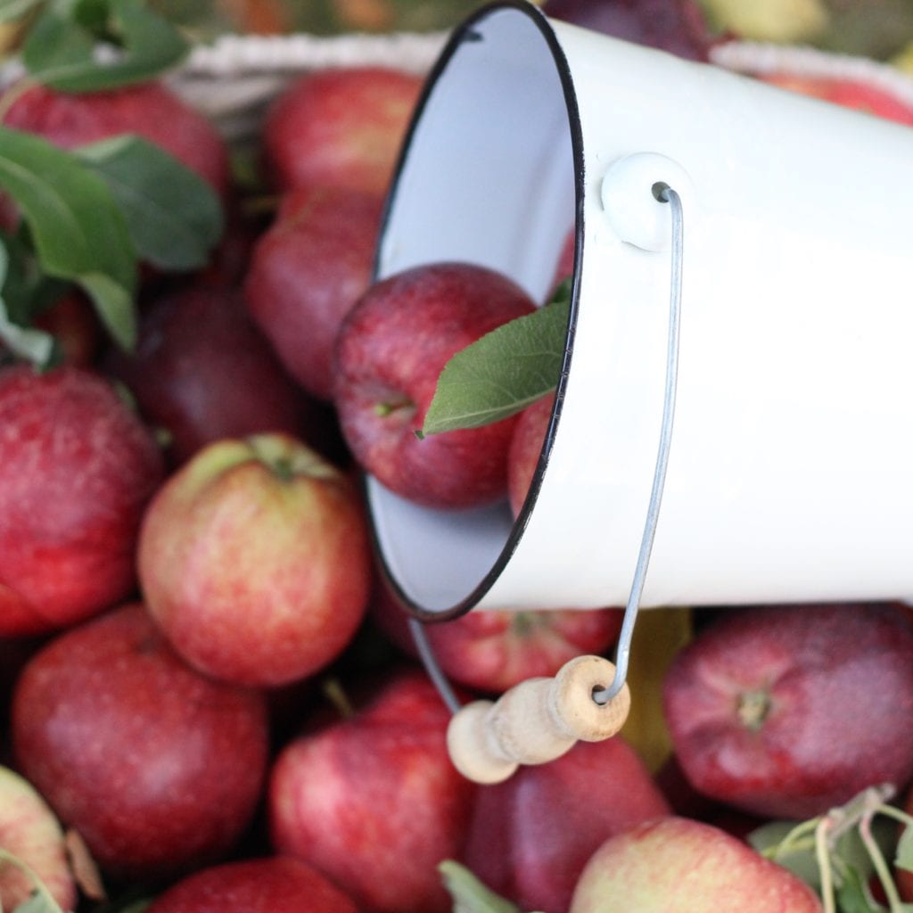Apples and white bucket