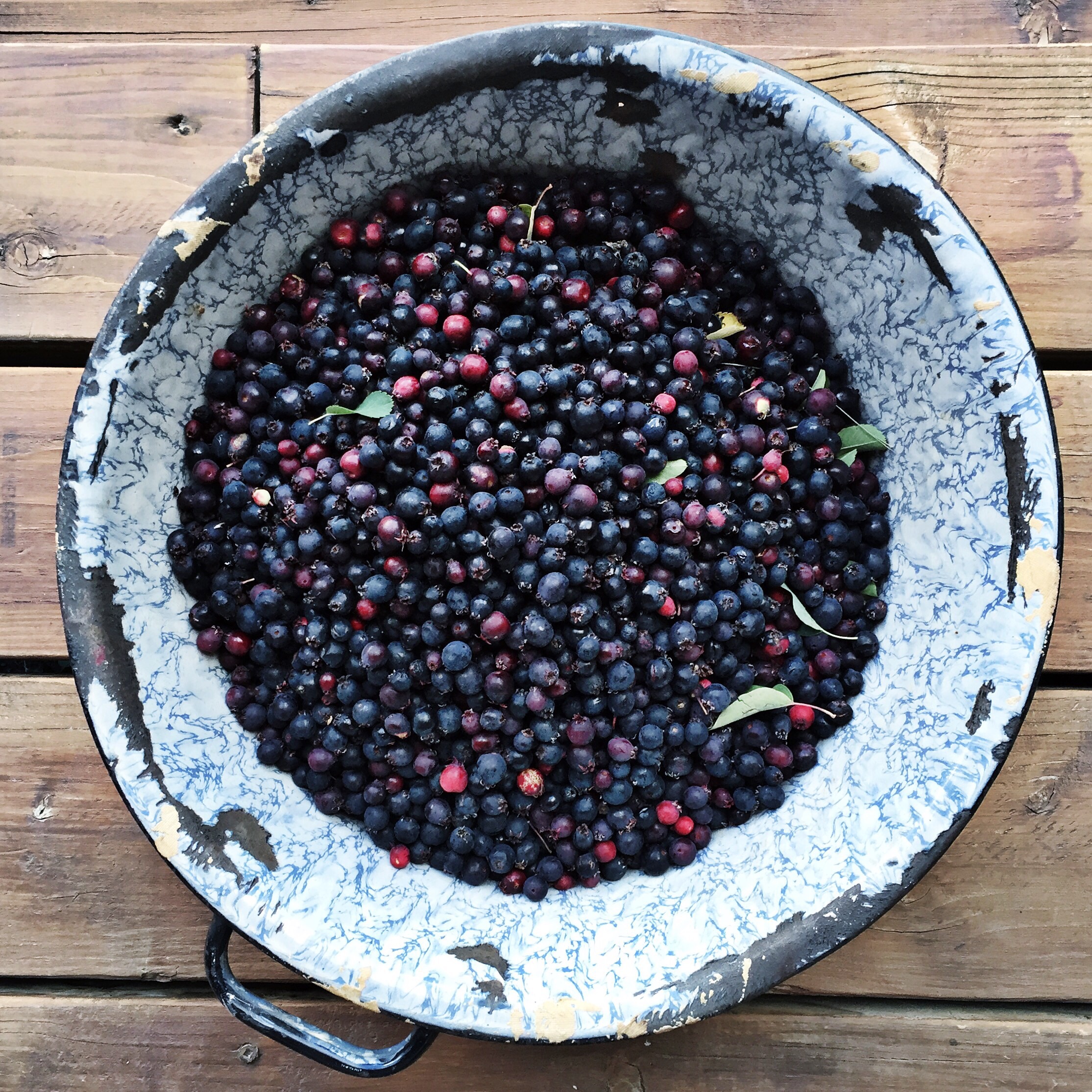 bucket of freshly picked Saskatoon berries 