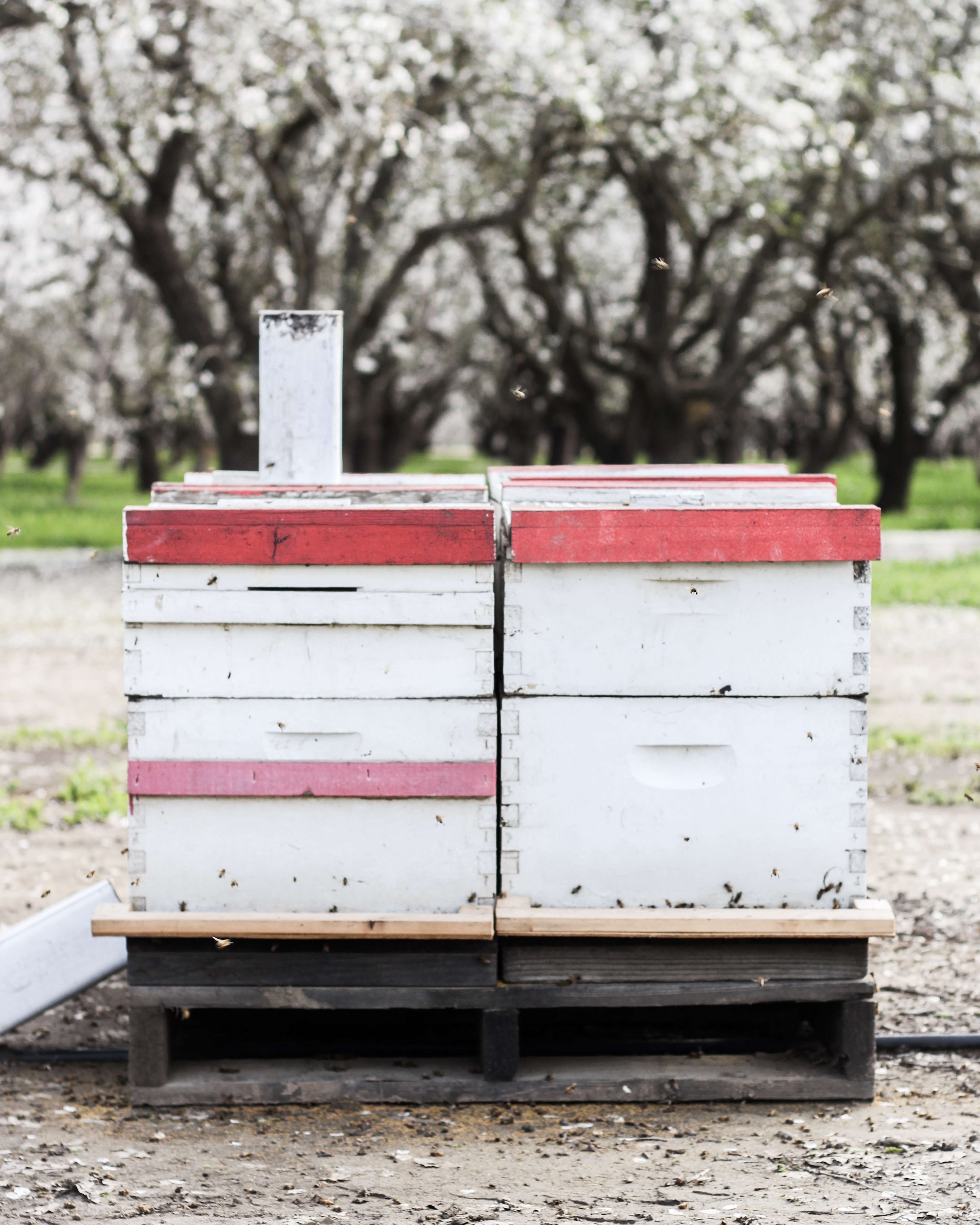 My Orchard Experience: The Top 3 Things I Learned About Almonds in Sacramento!