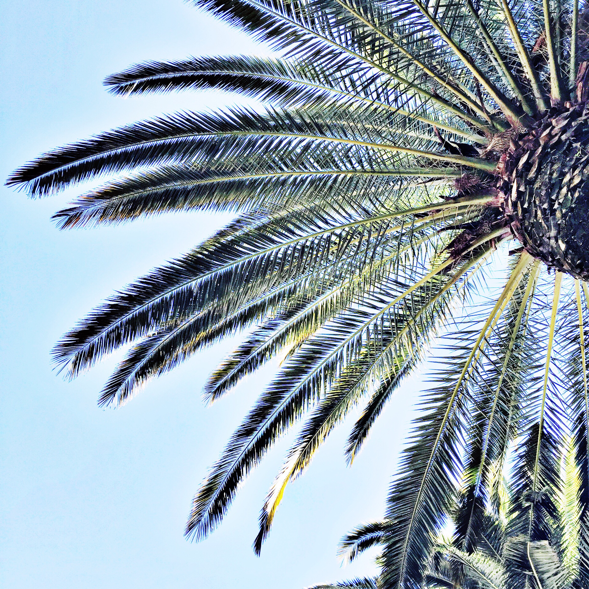 Palm Tree Sacramento California 