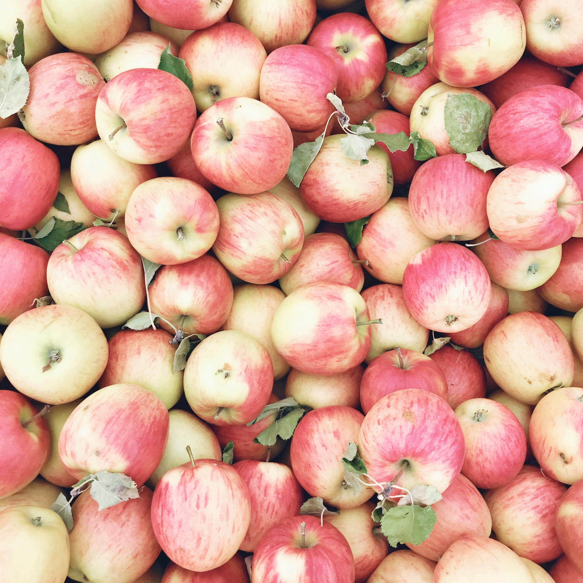 Fresh Local Okanagan Apples