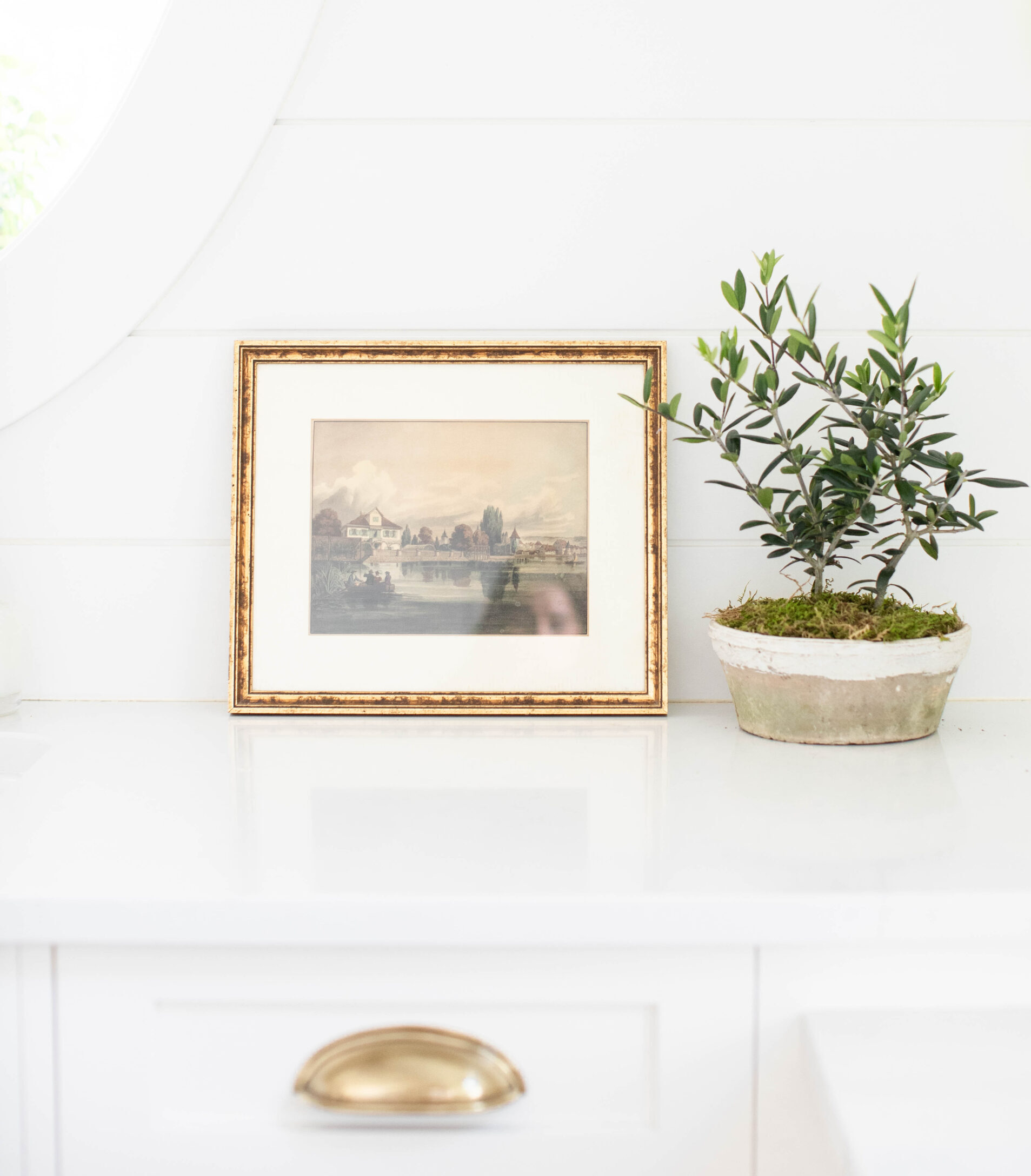 indoor olive tree plant in small pot with a gold frame and brass hardware