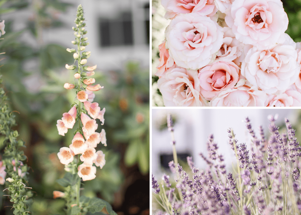 Foxgloves, lavender and roses for a French garden