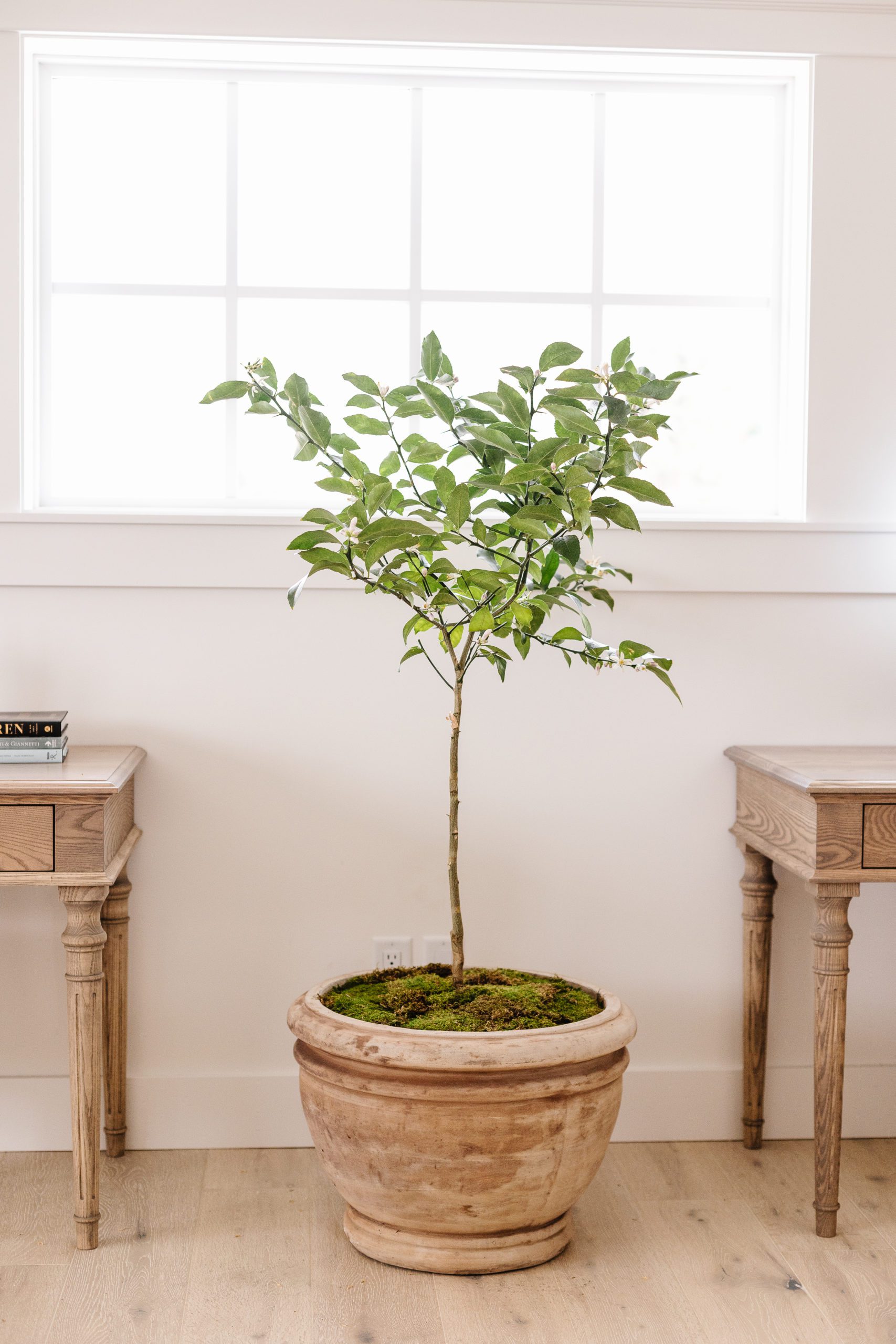 How to Grow a Lemon Tree Indoors Fraiche Living