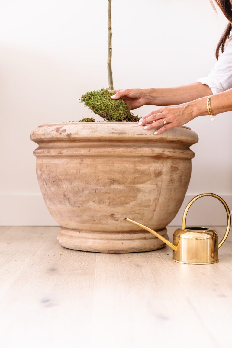 How to Grow a Lemon Tree Indoors Fraiche Living