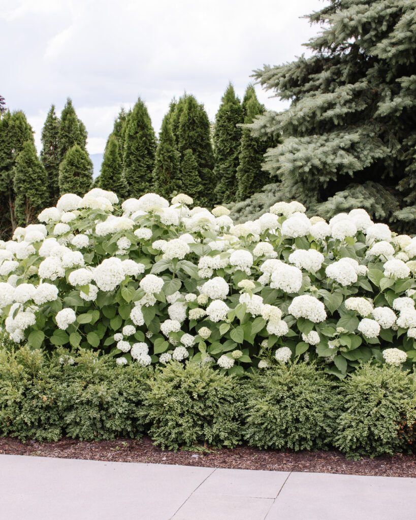 a big shrub full of white hydrangeas 