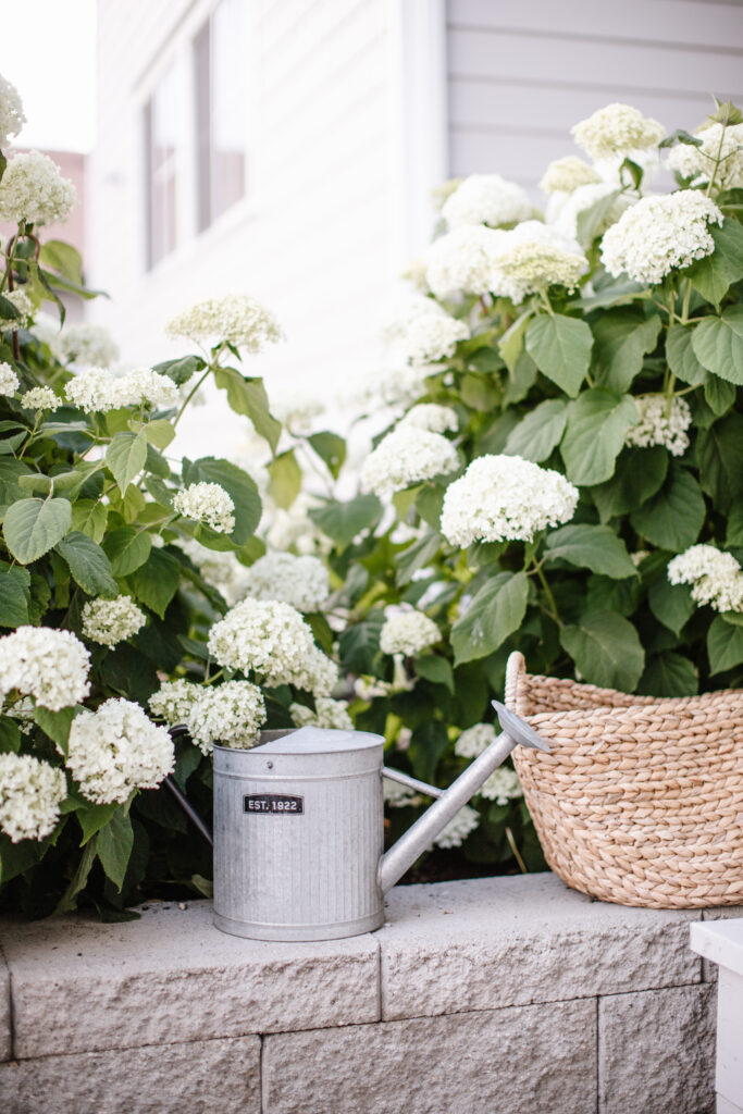 white Incrediball hydrangeas in the garden