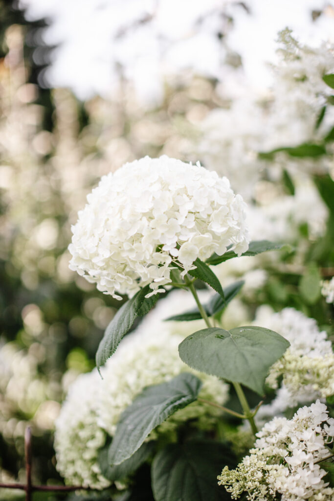 close-up of a fully bloomed white hydrangea 