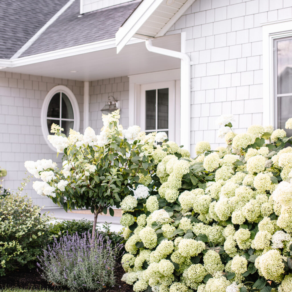 Exterior of home, with fully bloomed hydrangeas and lavender 