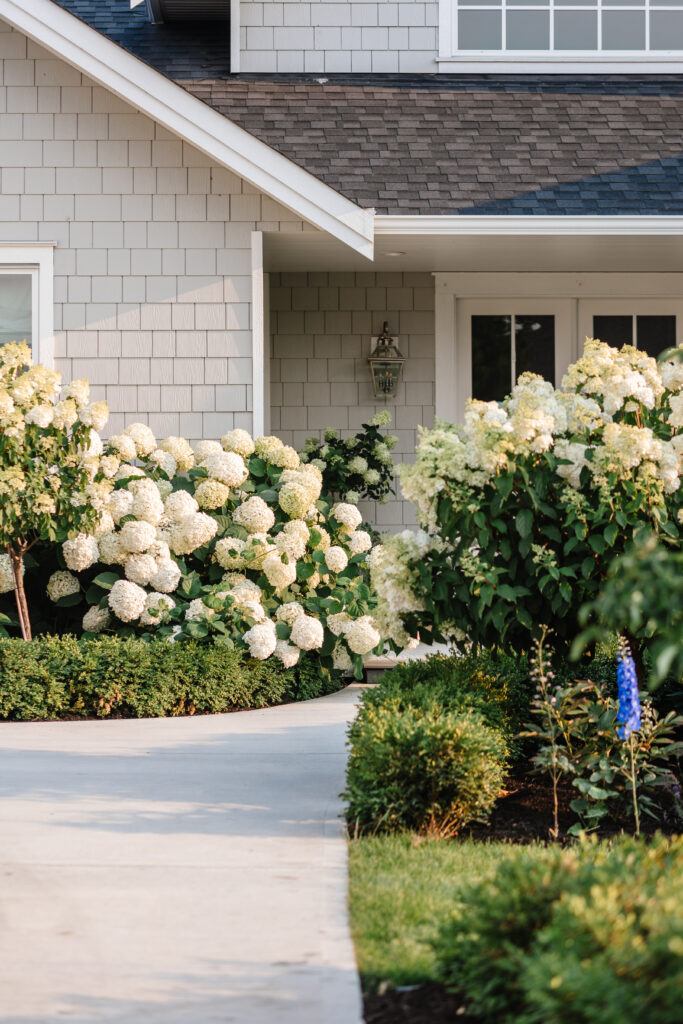 how to grow hydrangeas: a step by step guide on how to care and grow hydrangea flowers