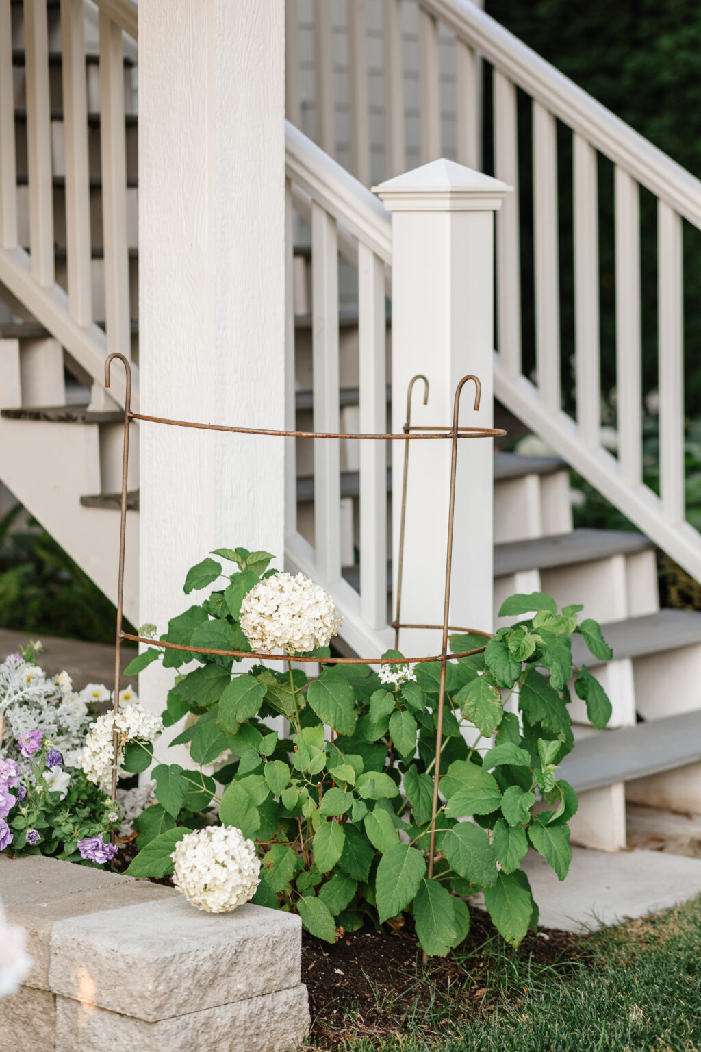 How to Grow Hydrangeas Fraiche Living