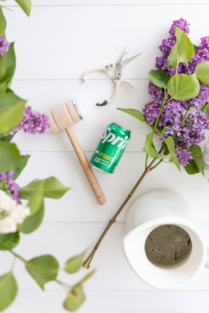 fresh cut French Garden Lilacs with scissors and a can of Sprite
