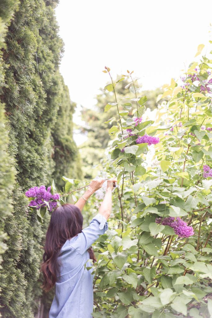 Tori cutting French Garden Lilacs in her garden