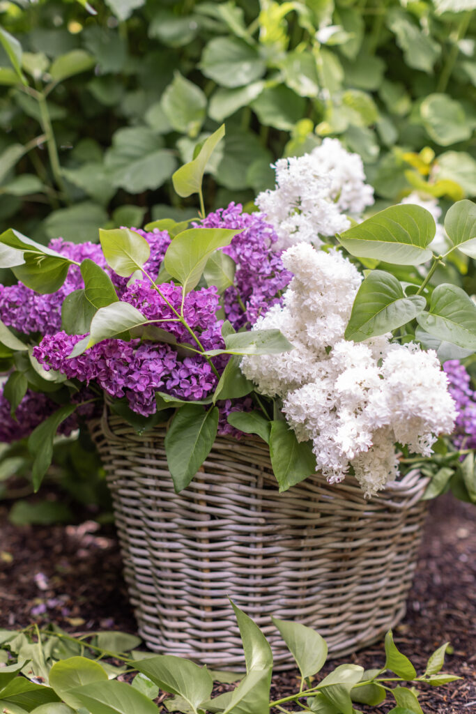 French Garden Lilacs in basket
