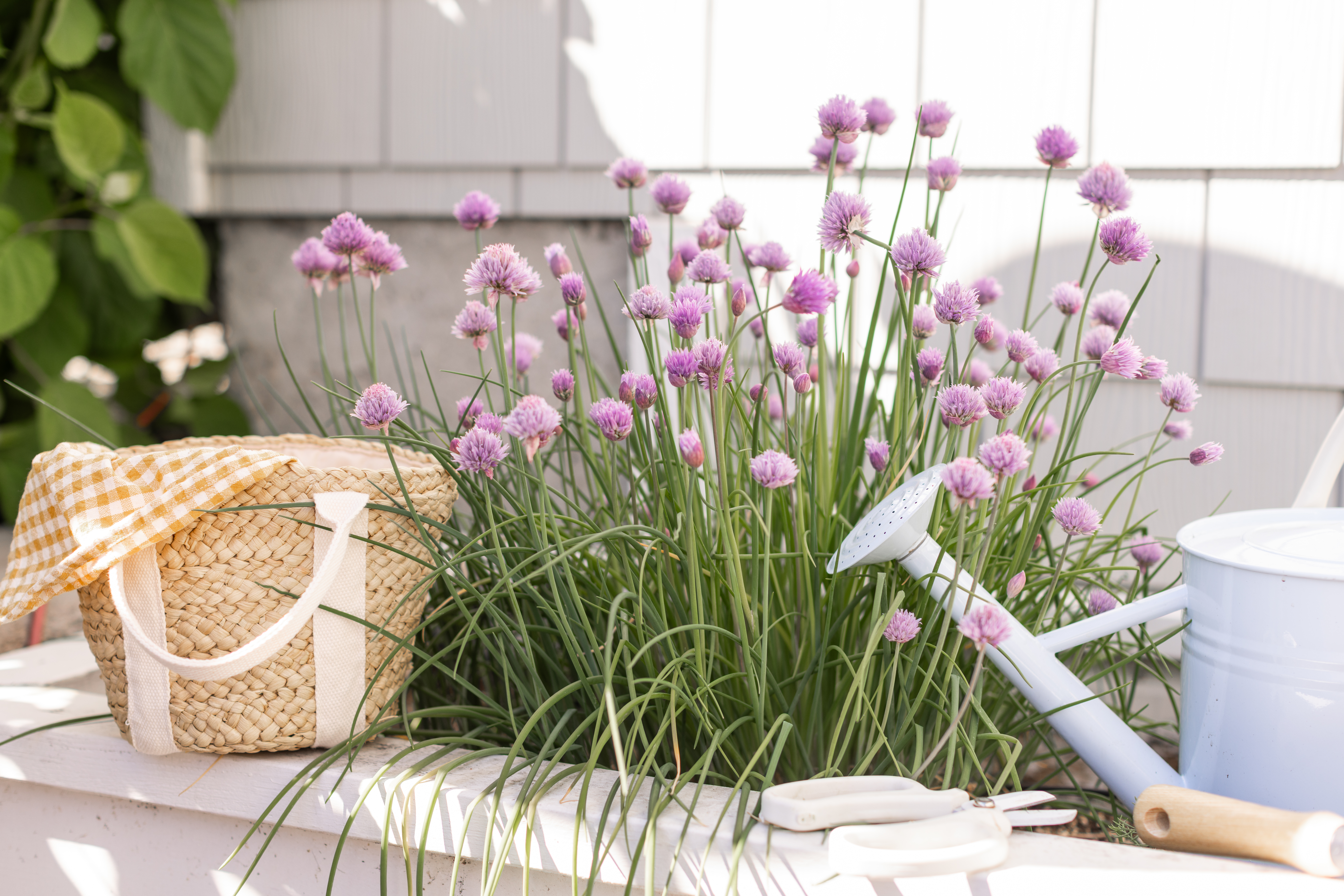 Chives in the garden
