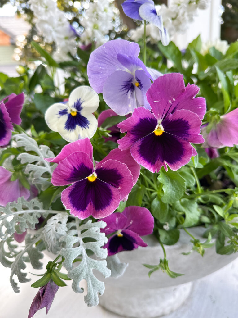 Purple pansies and violas